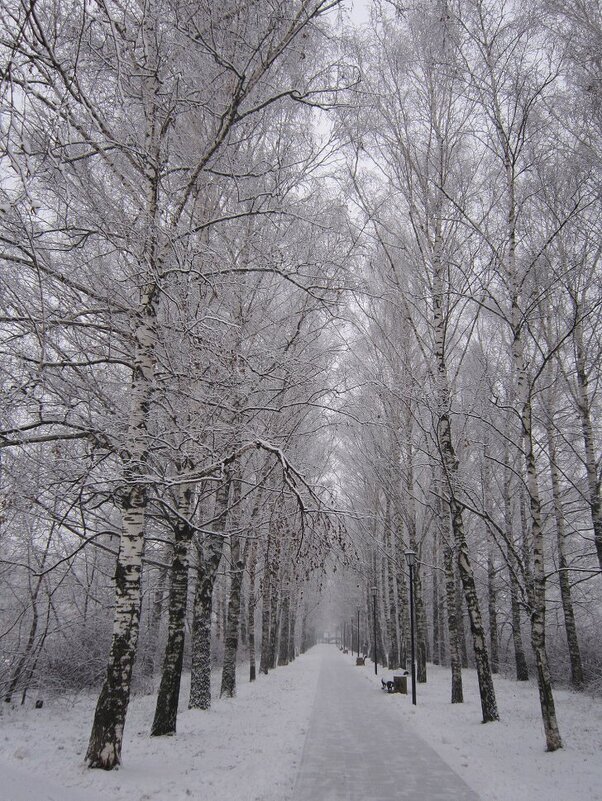 Берёзы под снегом - Дмитрий Никитин