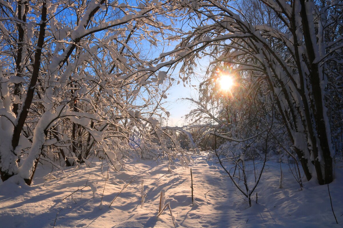 Мороз и солнце - владимир тимошенко 