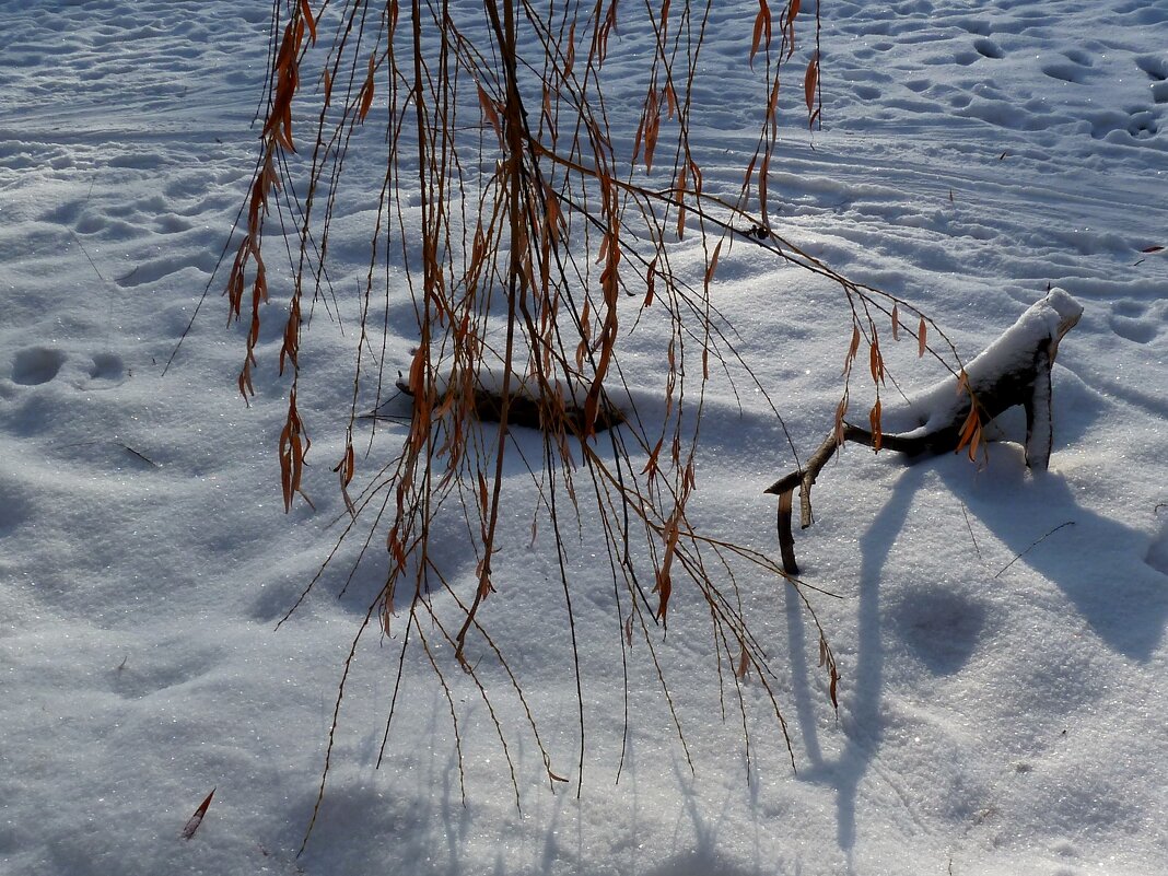 Лыжня на замершем пруду в парке... - Лидия Бараблина