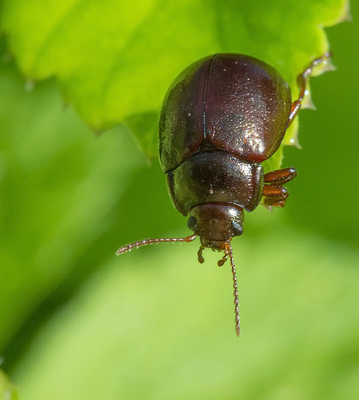 ... - civettina ...