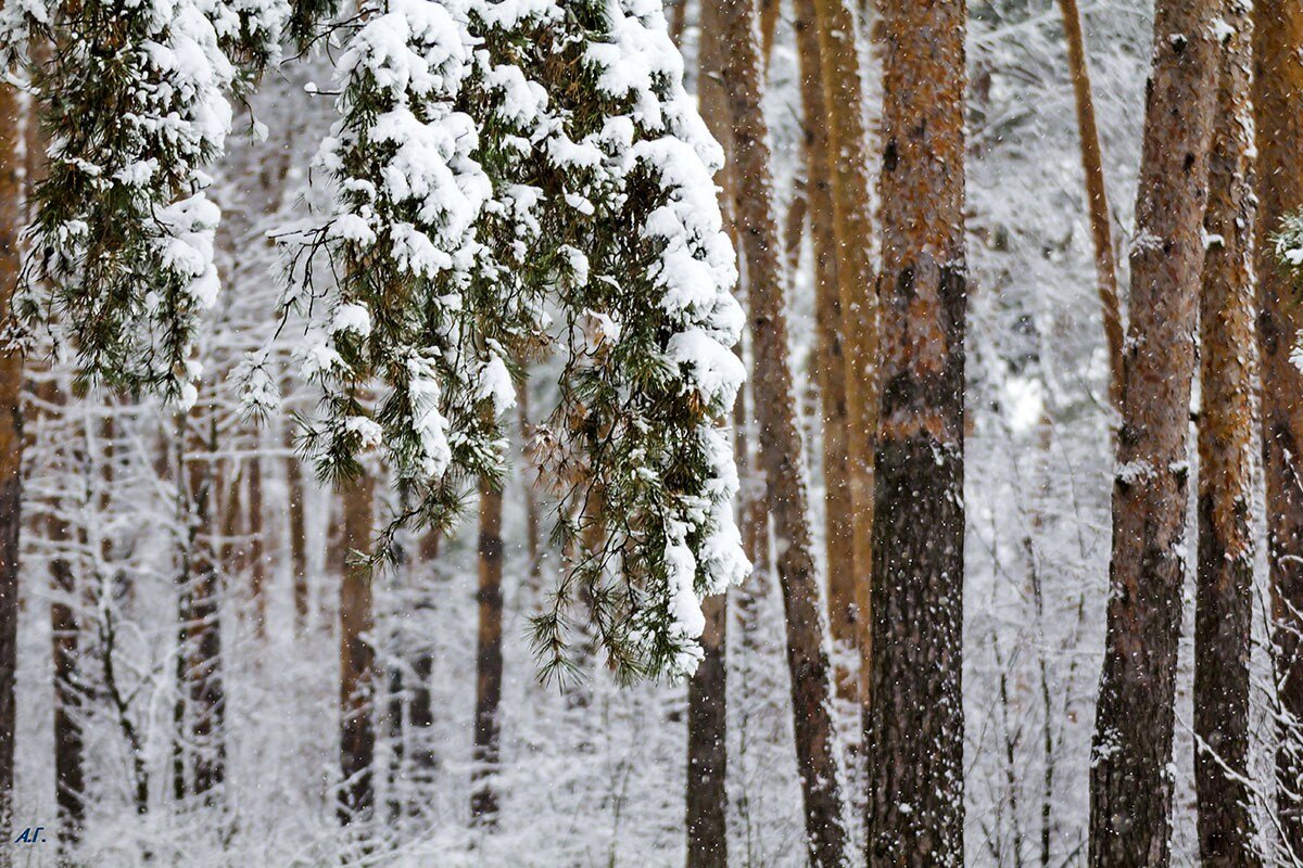 Сосенки - Александр 