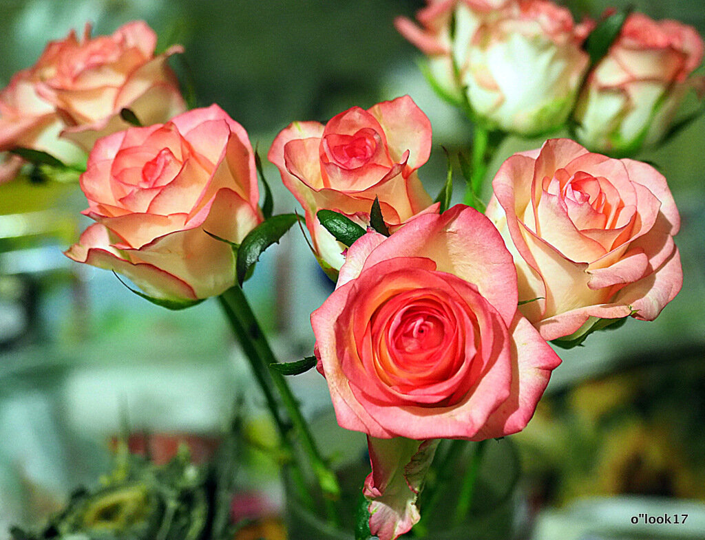 розы для любимых - Олег Лукьянов