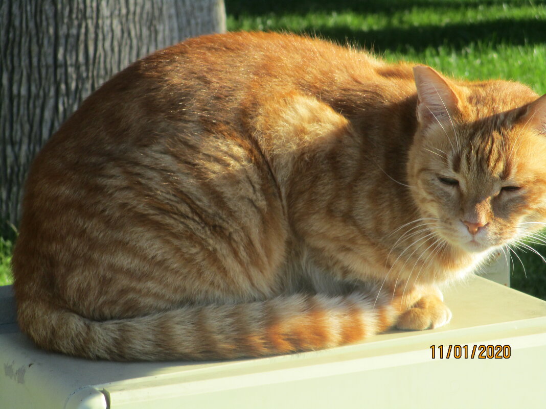 Рыжий кот на солнышке... - Зинаида 
