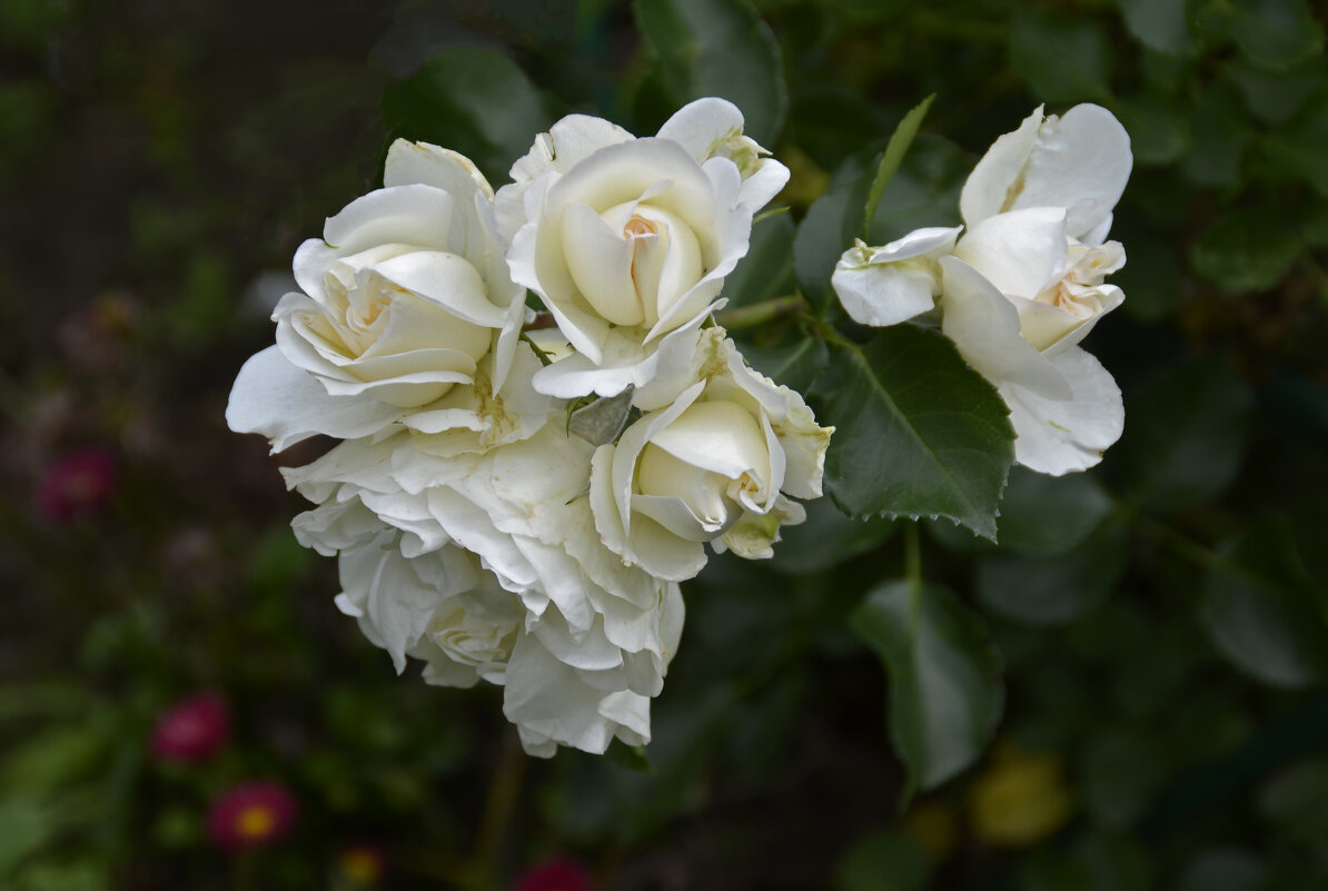 Белые розы - Нина Синица