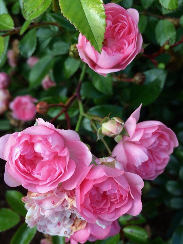 Садовые розы - Татьяна 