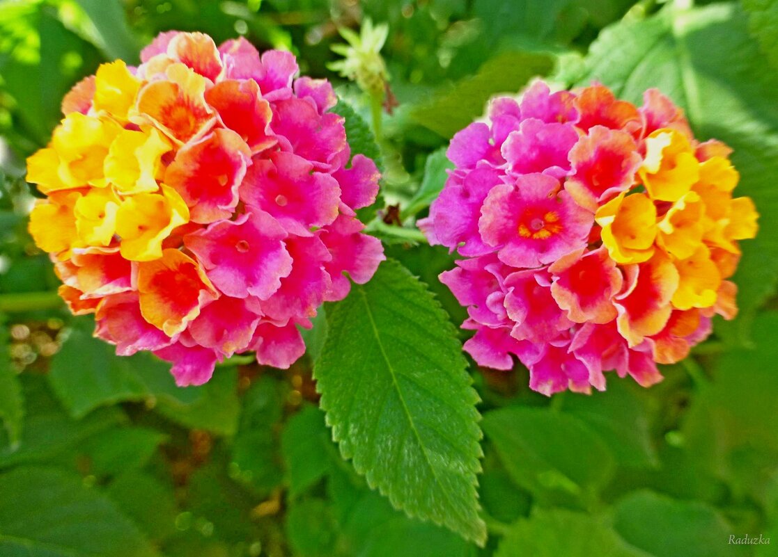 Lantana camara - Raduzka (Надежда Веркина)