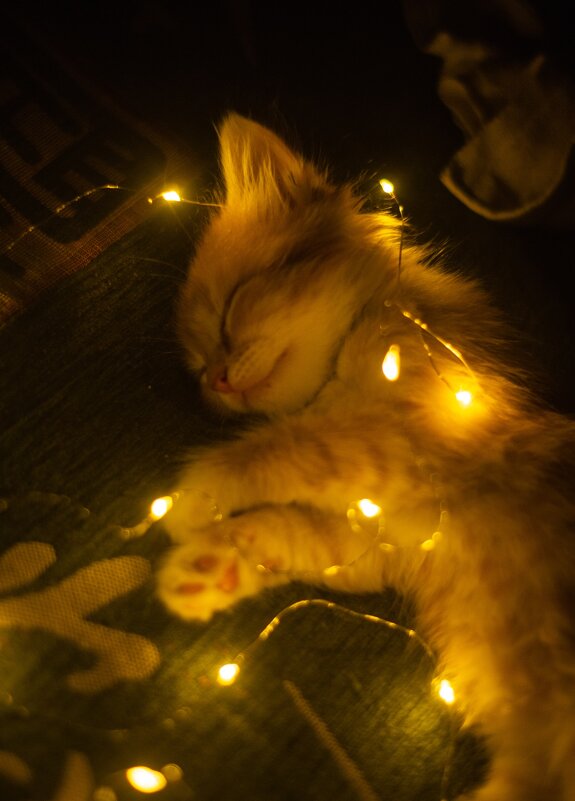 Милый котенок в светодиодной гирлянде - Мария Кудрявцева