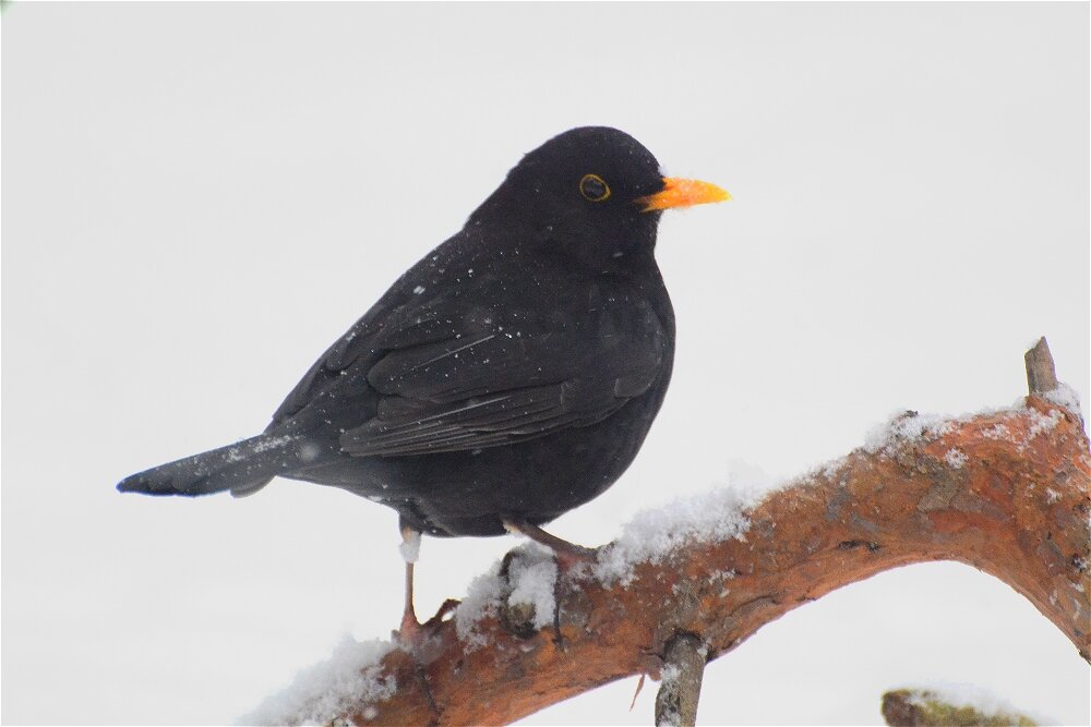 Чёрный дрозд (Turdus merula) - Иван 