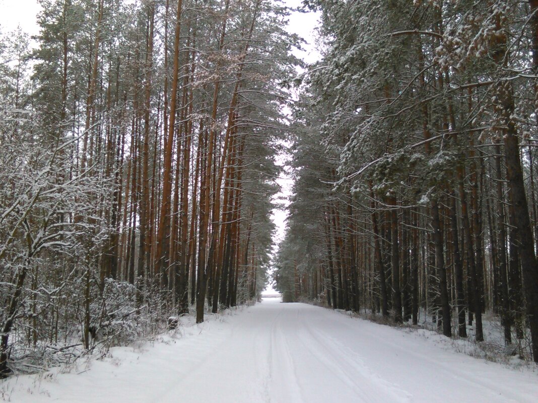 лес - Людмила 