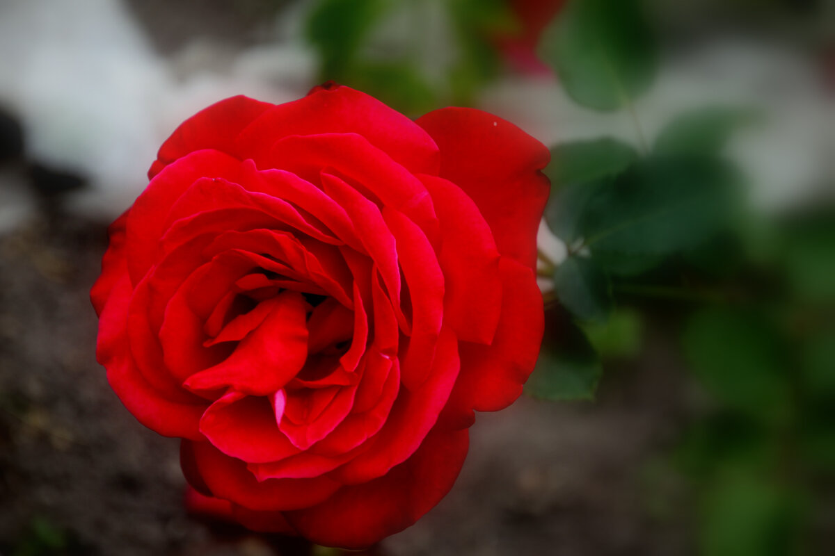Пурпурная роза - Валентина 