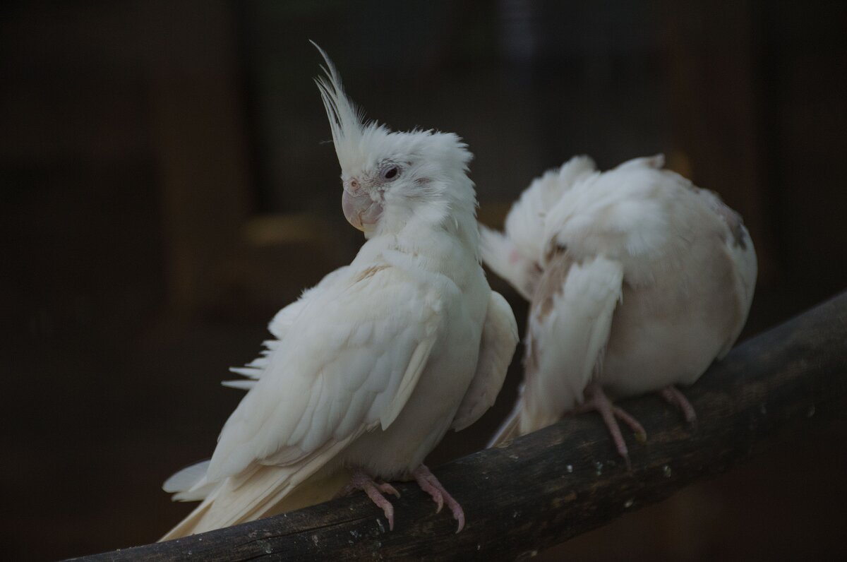 Сонные попугаи - Глеб Дубинин