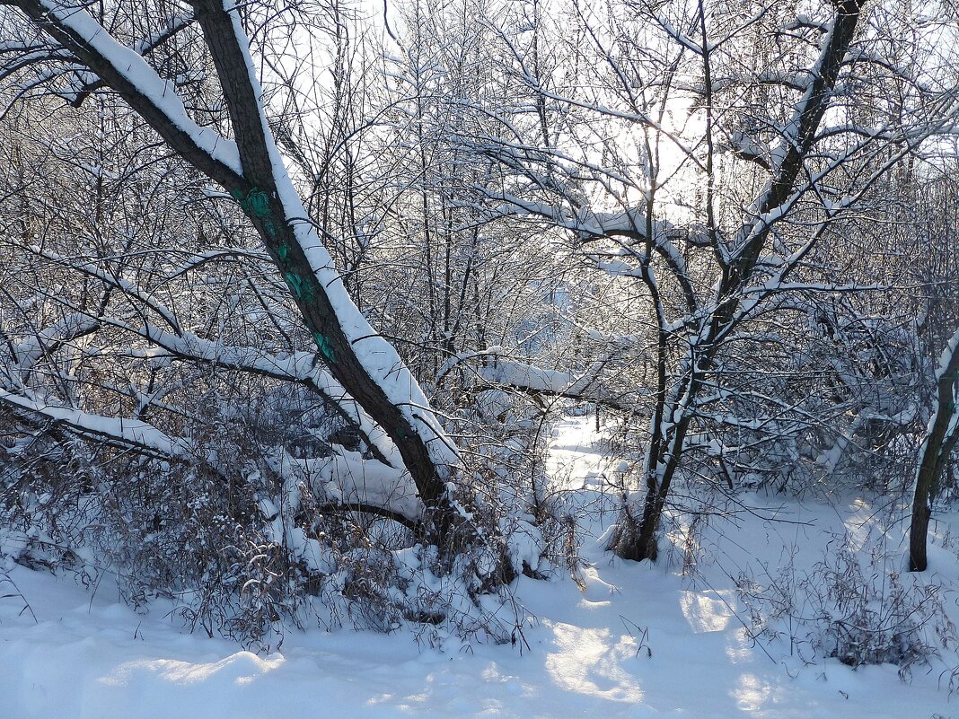 Солнечная дорожка в зимнем лесу - Лидия Бусурина