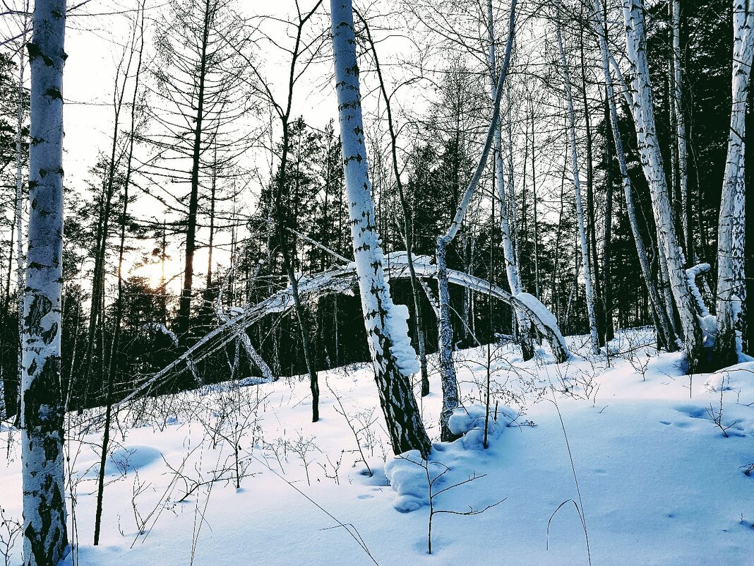 Зимний лес - Светлана 