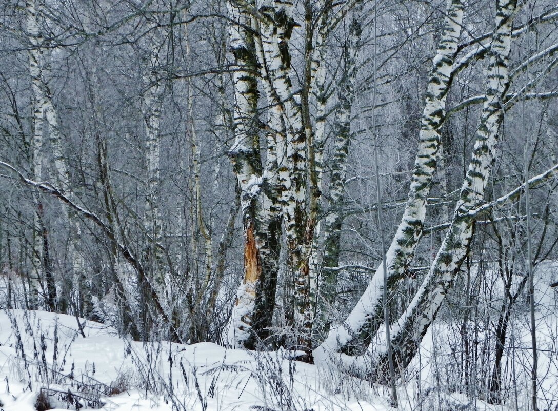 Прогулка по лесу - Святец Вячеслав 