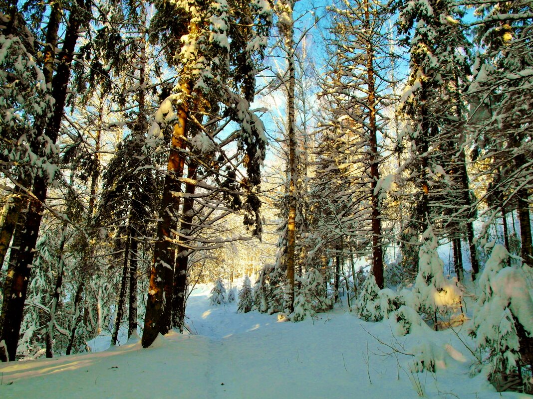 зимний лес - Владимир 