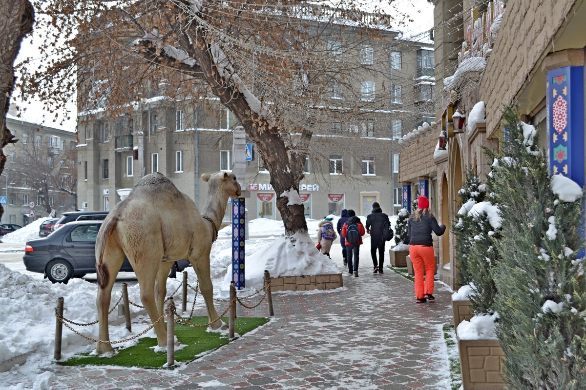Бегом от мороза и верблюда - Владимир Рыбак