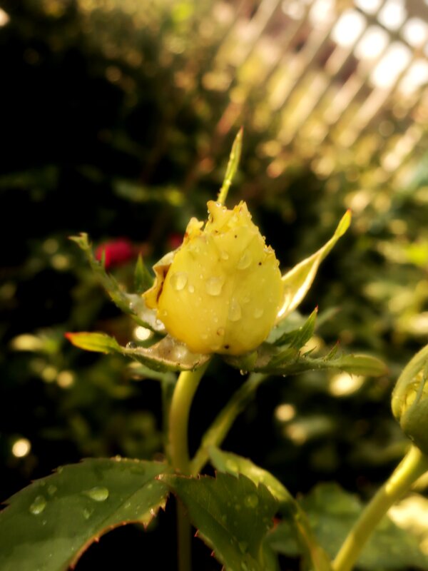 Роза после дождя - Елизавета Чеканова