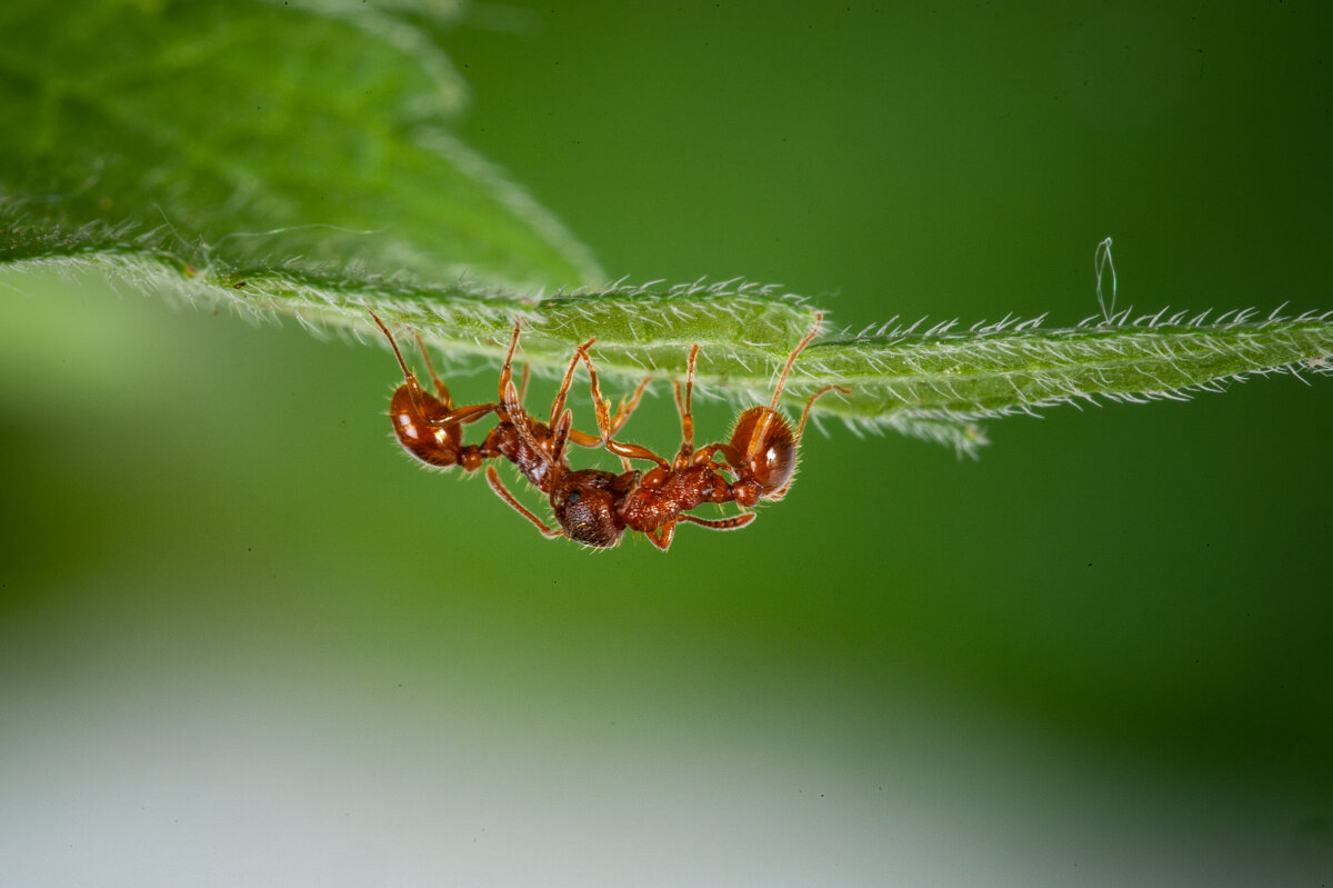 Красные муравьи - Вероника Куницына