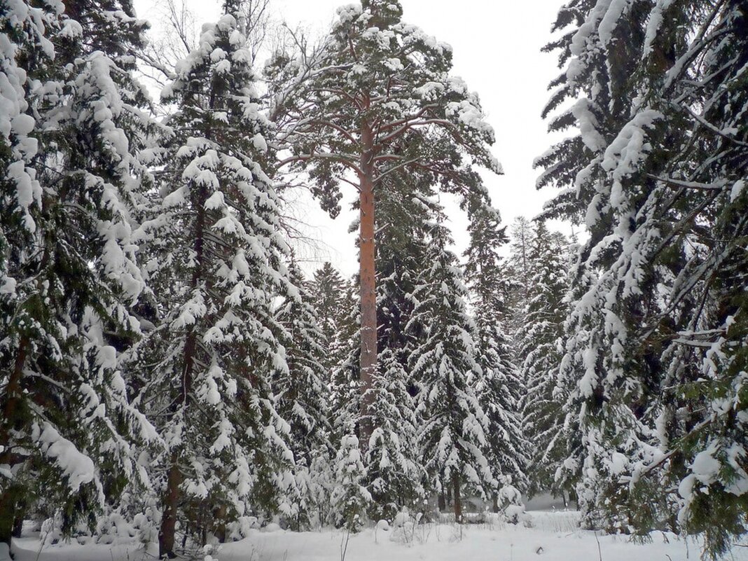 Зимой в лесу - Ольга Довженко