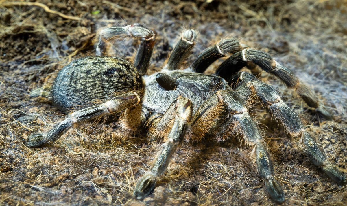 Ceratogyrus darlingi - Александр Белый