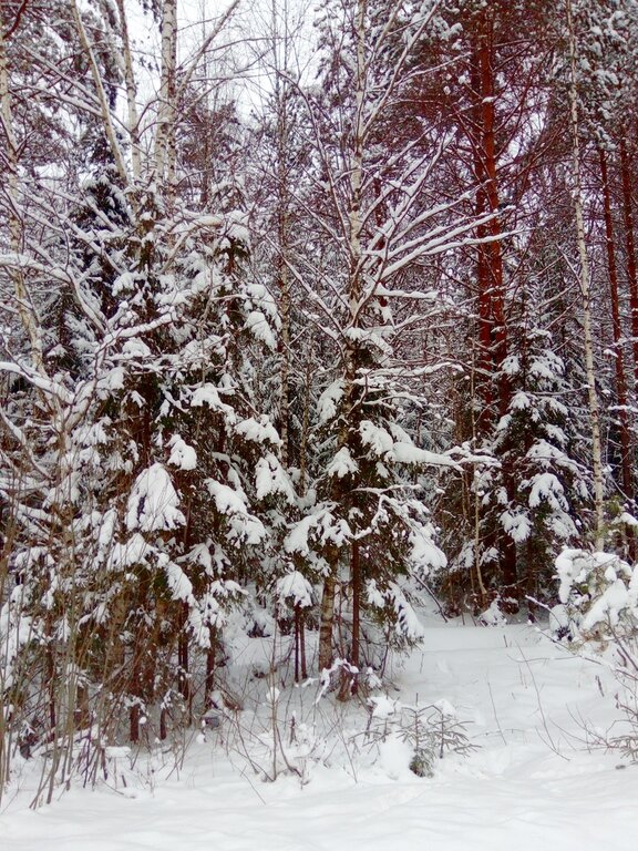 Зимний лес - Натала ***