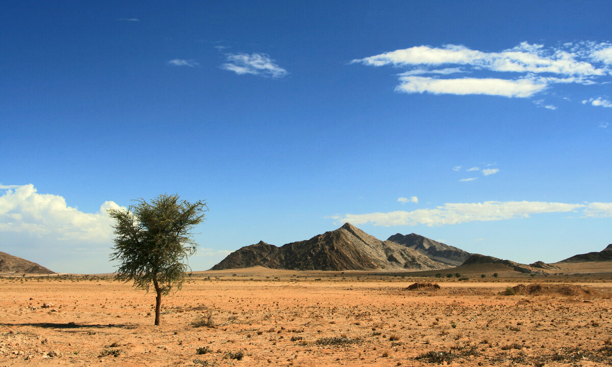 Дерево в пустыне Намиб - Зуев Геннадий 