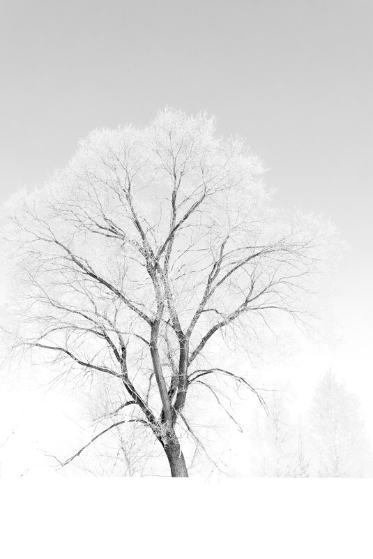 дерево - Максим Иванов