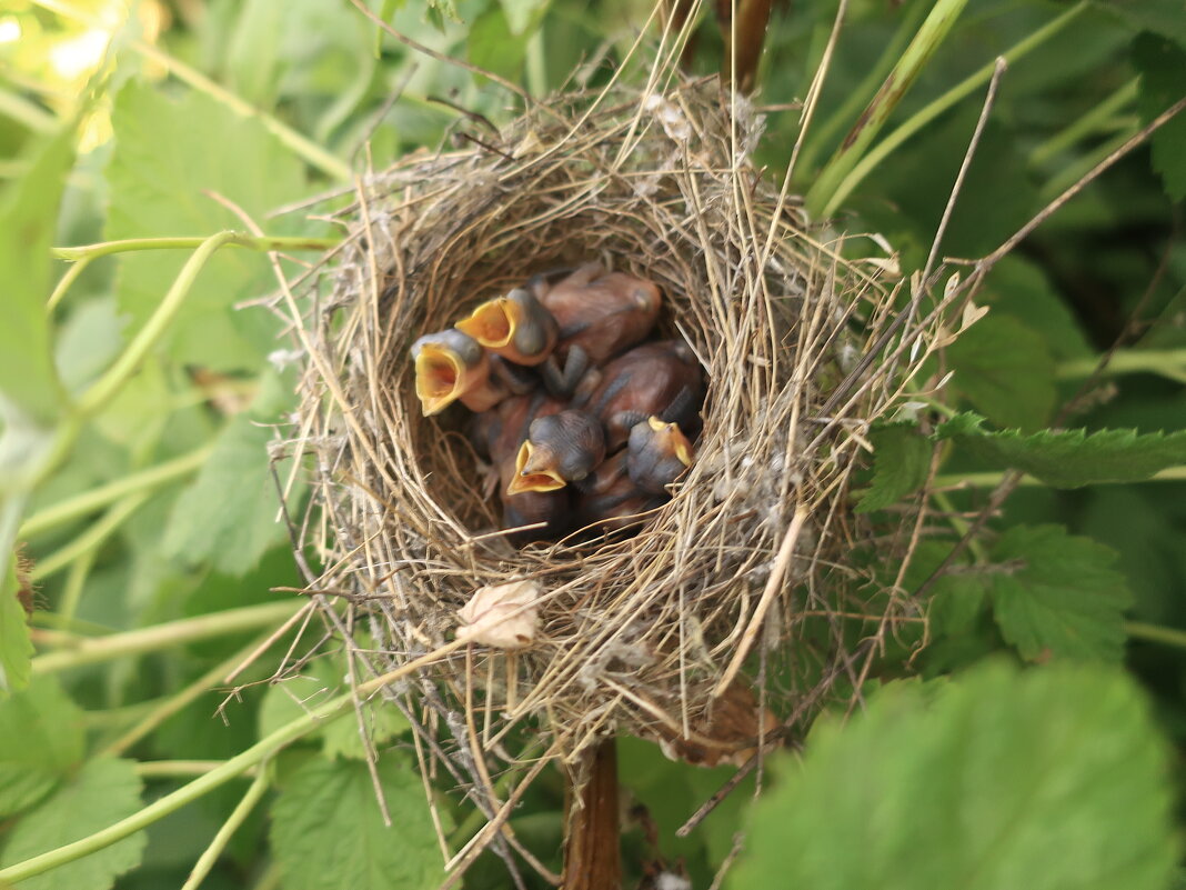 Птенцы камышовки, спрятаны в малине - Елизавета Чеканова