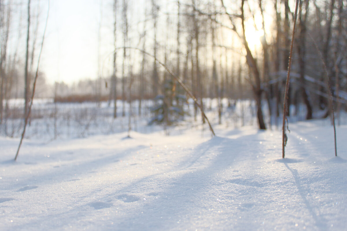 Зимний, солнечный день в лесу - Алексей Петропавловский