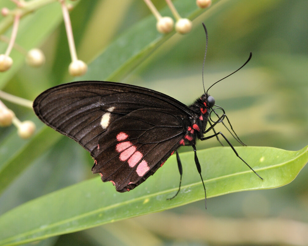 Парусник, Parides iphidamas (Fabricius, 1793) - Bo Nik