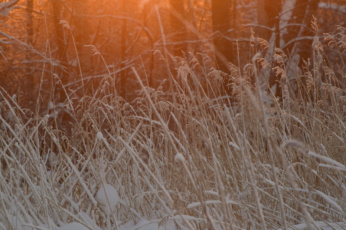 Зимний пейзаж живописной Чудо-поляны - Дарья Меркулова