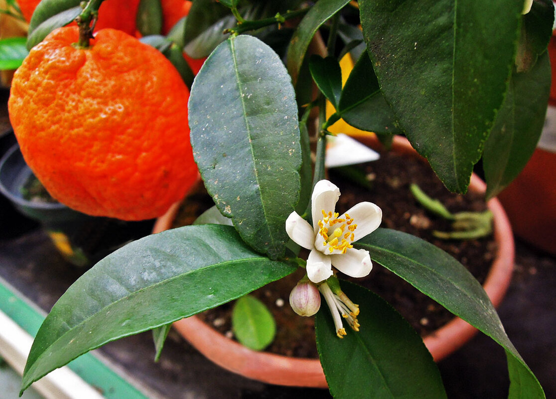 Апельсин на подоконнике: плод и цвет... - Тамара Бедай 