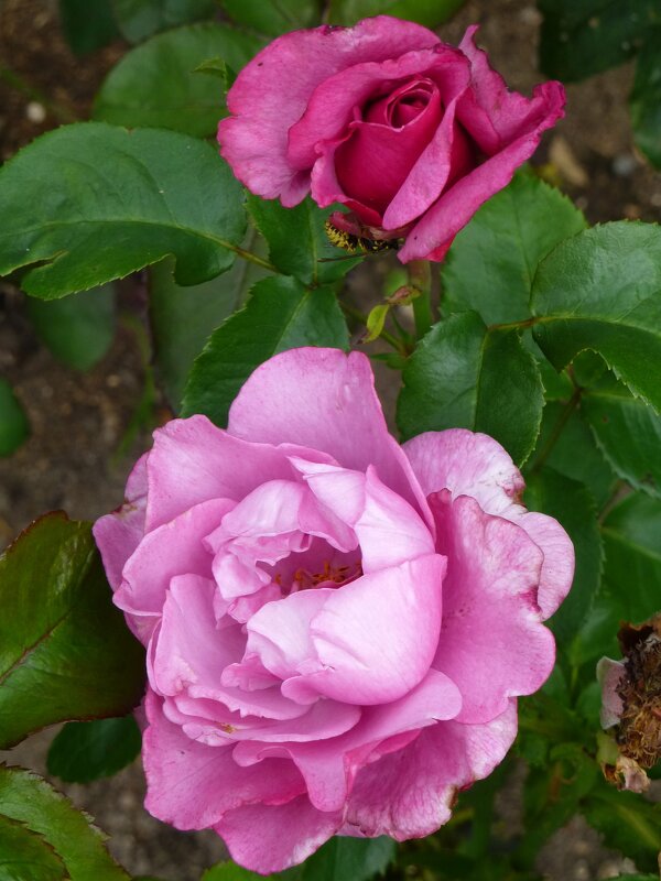 Розы Ботанического сада - Лидия Бусурина