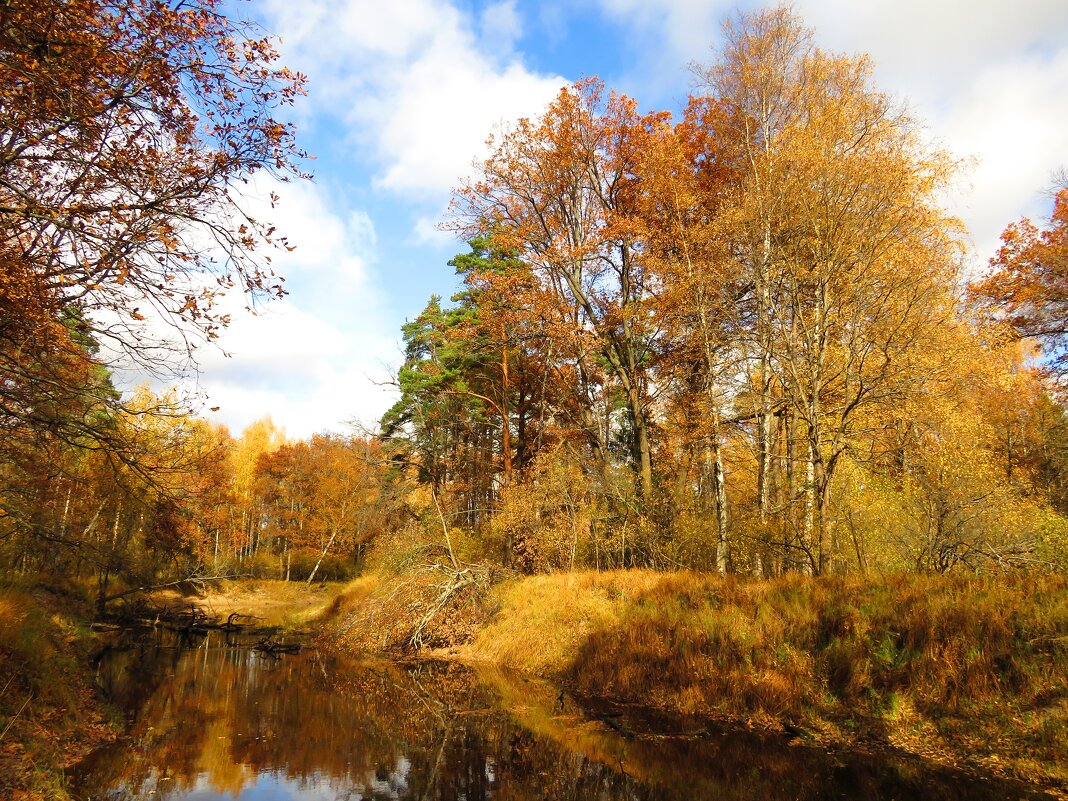 Красота лесной реки - Андрей Снегерёв