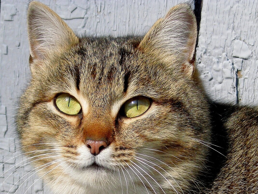 Портрет мартовской кошки в парке... - Лидия Бараблина