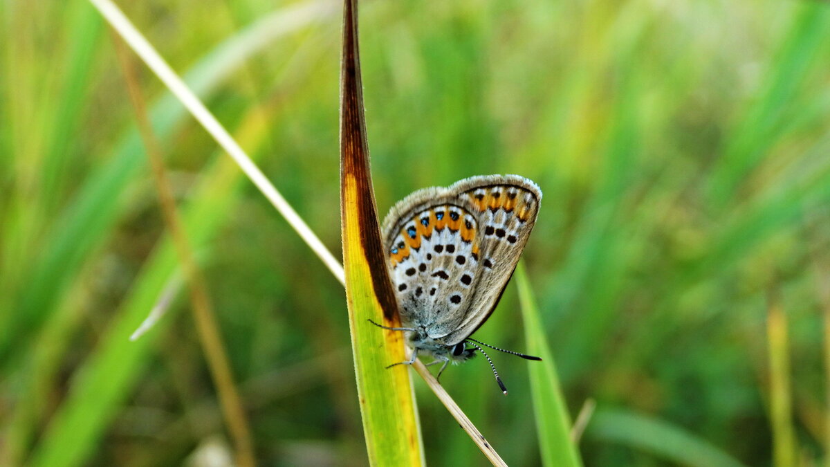 *Plebejus argus (Linnaeus, 1758) - Голубянка аргус - vodonos241 