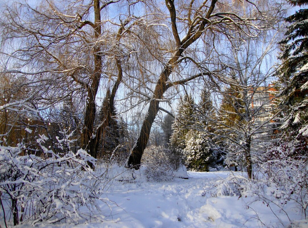 городской уголок природы... - Галина Флора