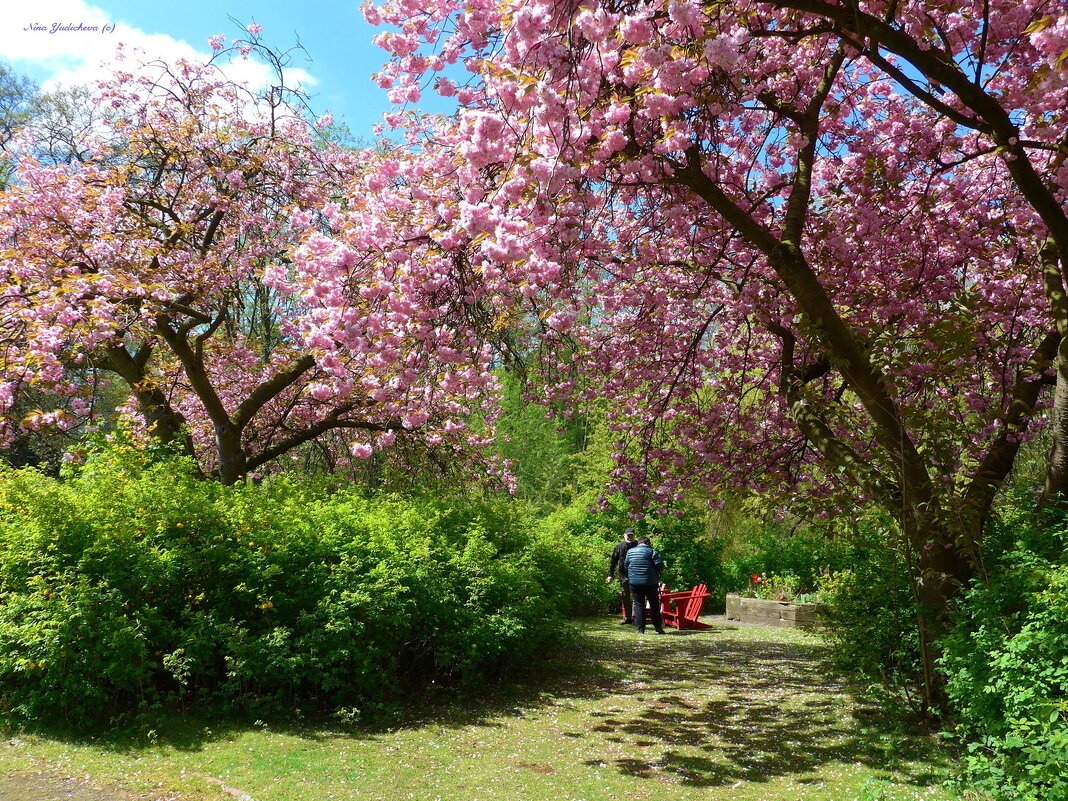 Весна в городском парке - Nina Yudicheva