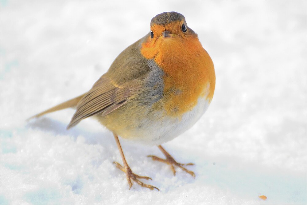 Зарянка (Erithacus rubecula) - Иван 