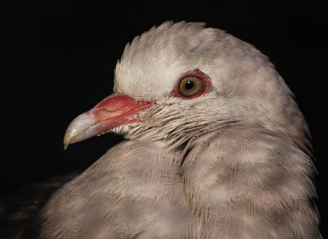 Портретик голубя - Alexander Andronik