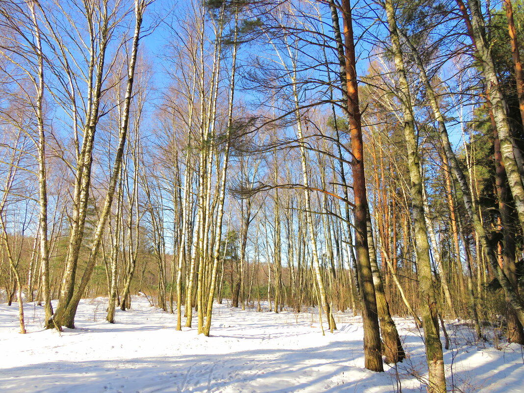 Зима в лесу - Андрей Снегерёв