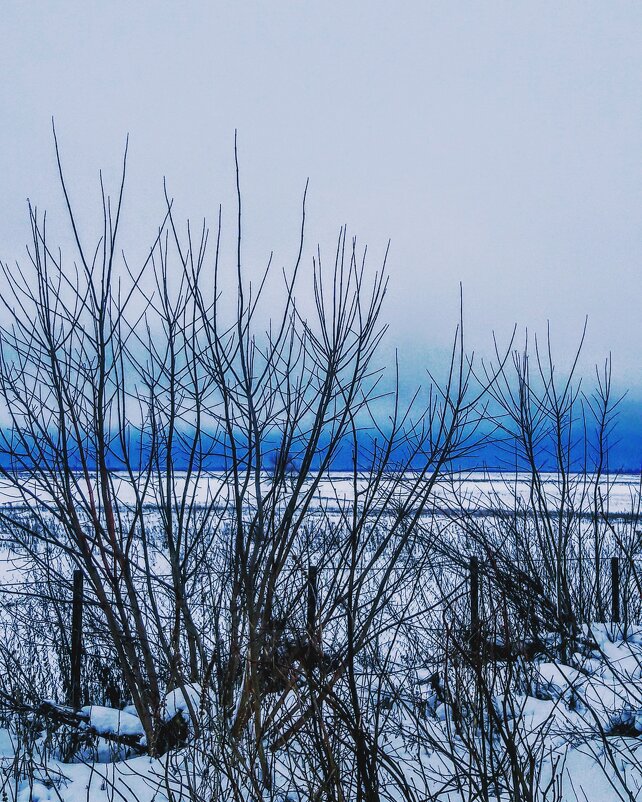 Зимние будни природы - Домника Галкина