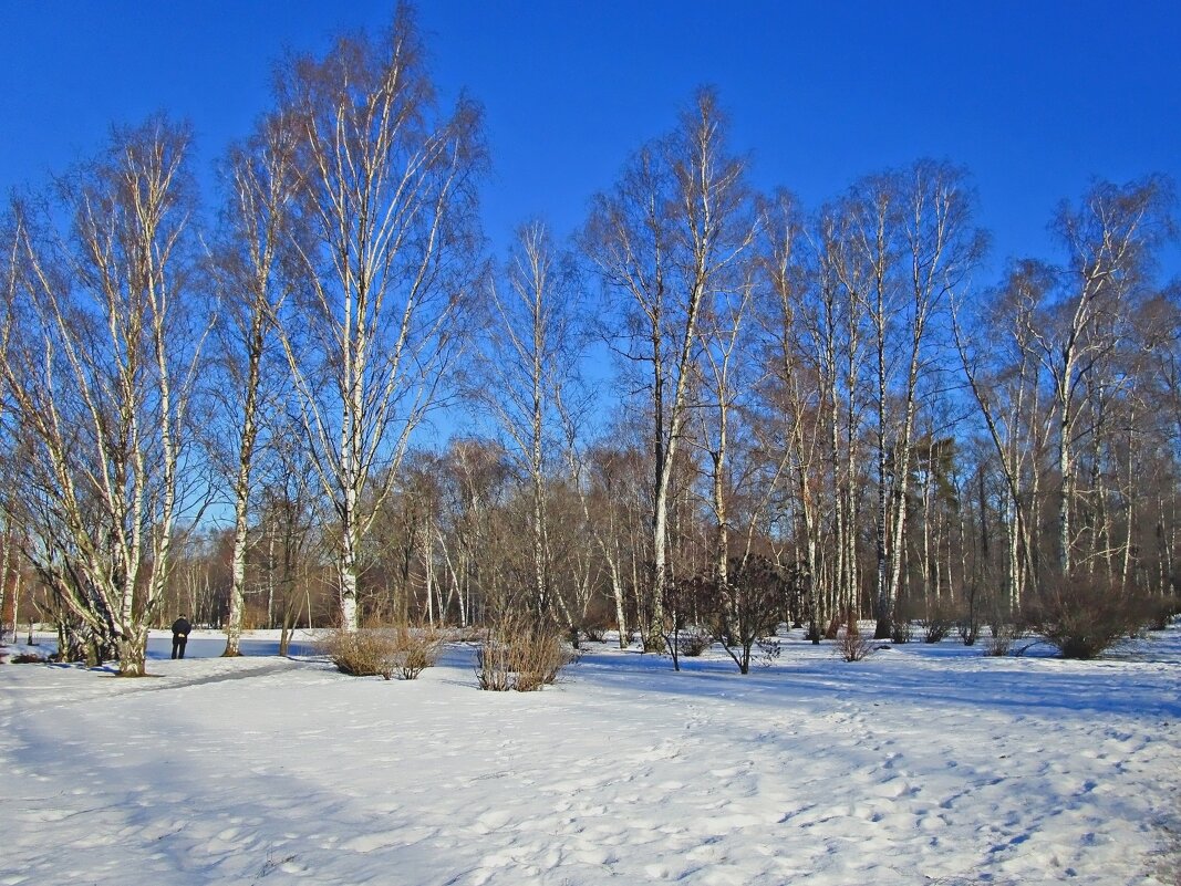 Леоновский парк в Москве - Ольга Довженко