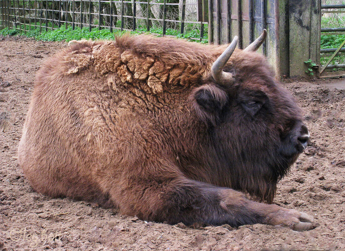 Красавец бизон - Тамара Бедай 