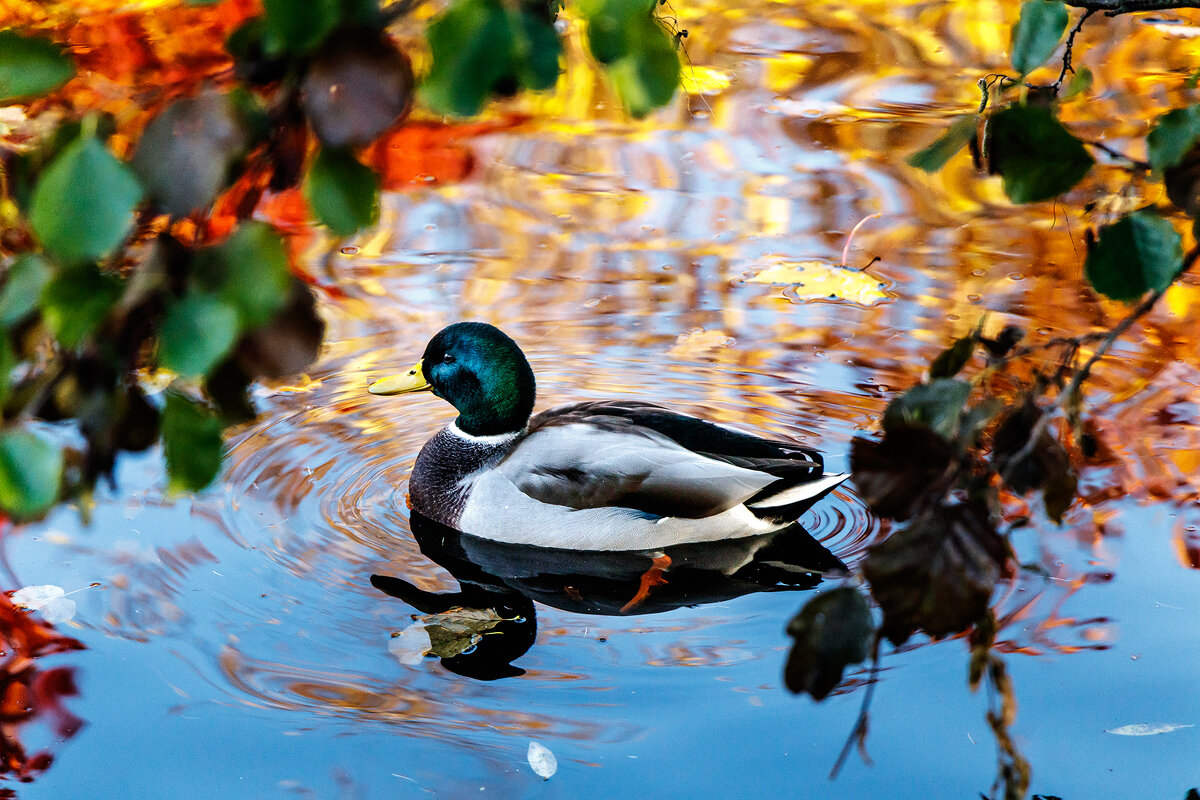 duck - Роман Самарский