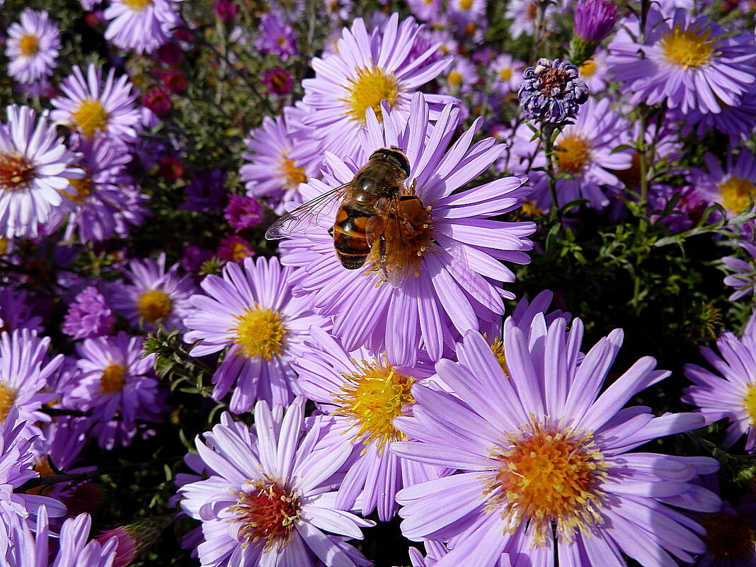 У пчеловидки осенняя цветочная страда... - Лидия Бараблина