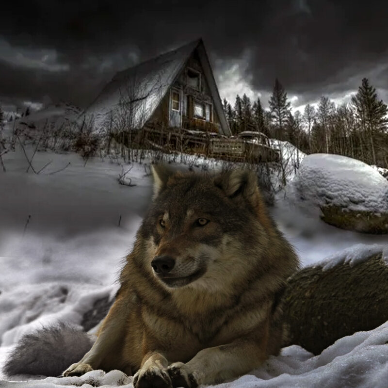 одинокий волк - Анара 