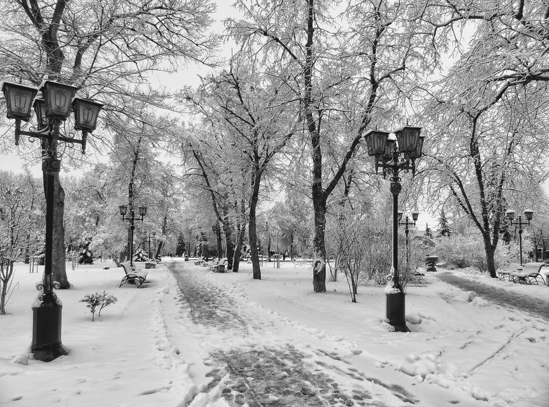 В зимнем парке - Роман Савоцкий