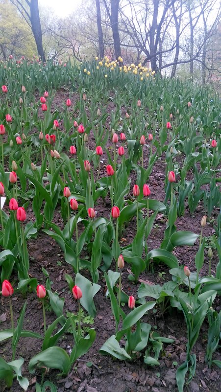 Весенние тюльпаны Аптекарском огороде - SergAL 