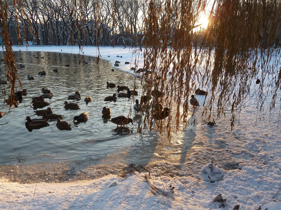 Зимний закат на пруду с утками... - Лидия Бараблина
